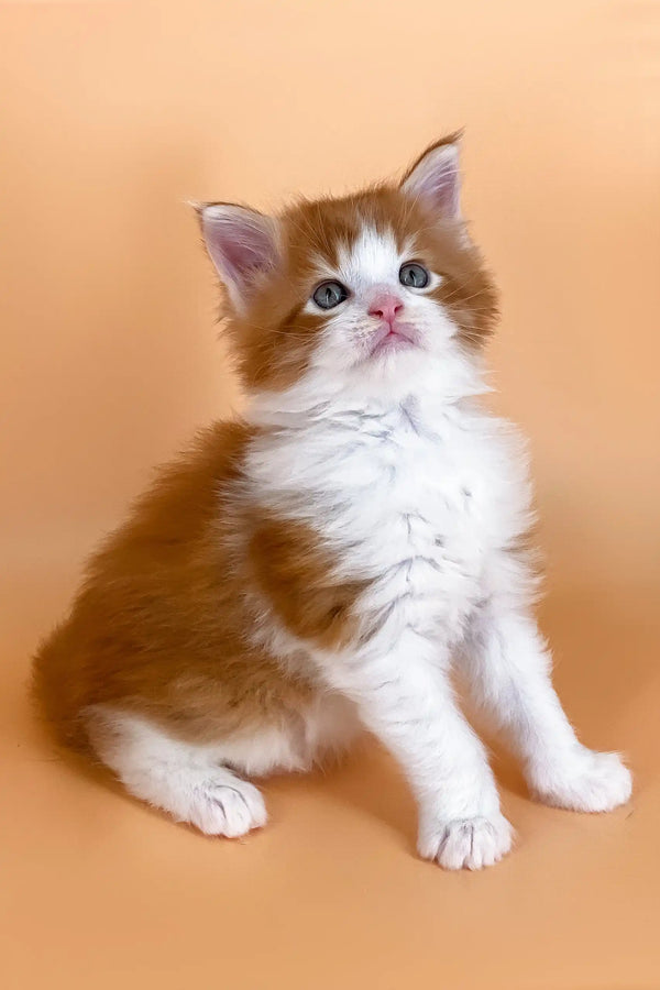 Fluffy orange and white kitten named Miron from the Maine Coon breed