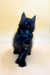 Fluffy black male Maine Coon kitten sitting alert with perked ears