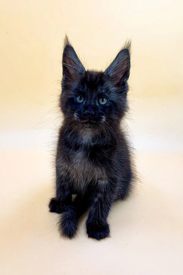 Black Maine Coon kitten with fluffy fur and ear tufts, perfect for any Maine Coon lover