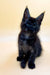 Black fluffy Maine Coon kitten with bright blue eyes and alert ears, perfect for pet lovers