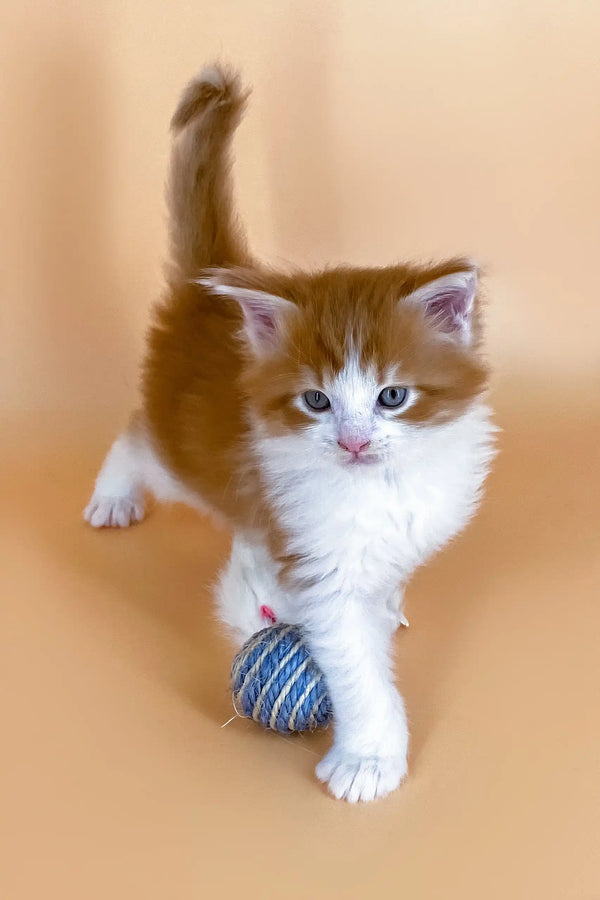 Ginger and white kitten playing with a yarn ball in Miron Maine Coon Kitten product
