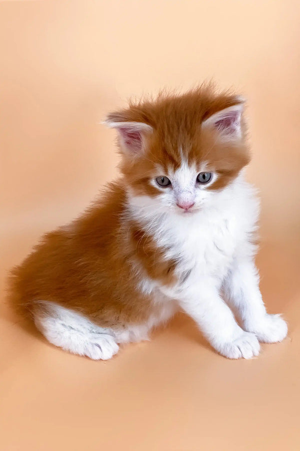Adorable orange and white kitten named Miron, a Maine Coon breed, looking playful