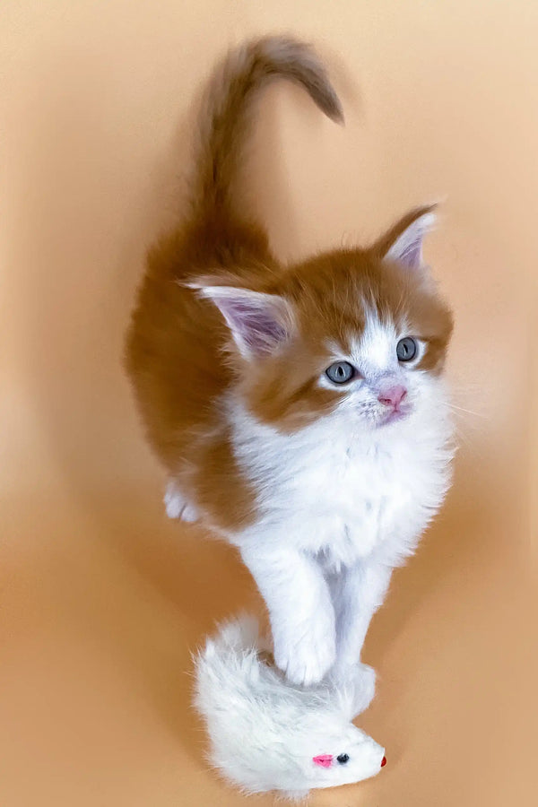 Cute orange and white kitten playing with a toy mouse for Miron Maine Coon Kitten