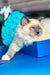 Cute Ragdoll cat in a blue box for Misha Ragdoll Kitten product display