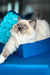 Ragdoll cat chilling in a blue box, perfect for Misha the Ragdoll Kitten