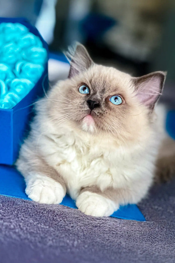 Ragdoll kitten Misha with striking blue eyes looking adorable and playful