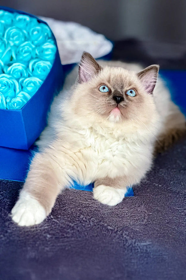 Cute Ragdoll kitten named Misha with stunning blue eyes looking playful