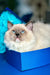 Ragdoll kitten Misha cozied up in a cute blue heart-shaped box