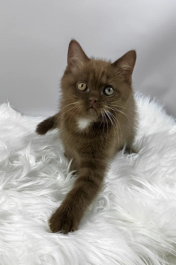 Mishel | british shorthair kitten