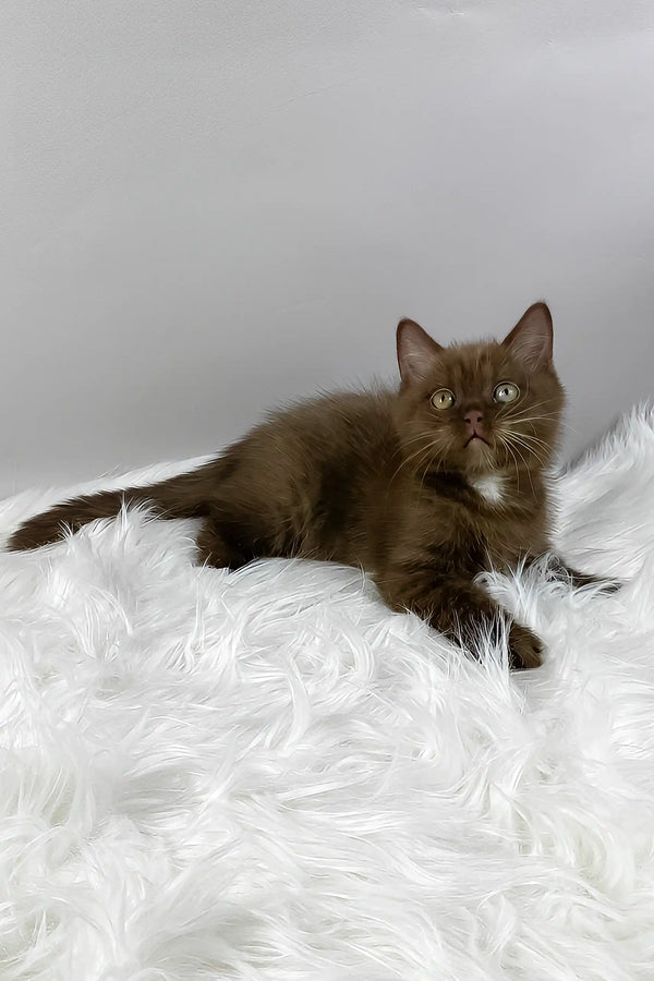 Mishel | british shorthair kitten