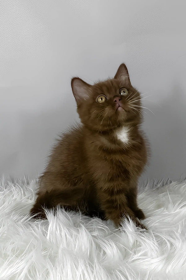 Mishel | british shorthair kitten