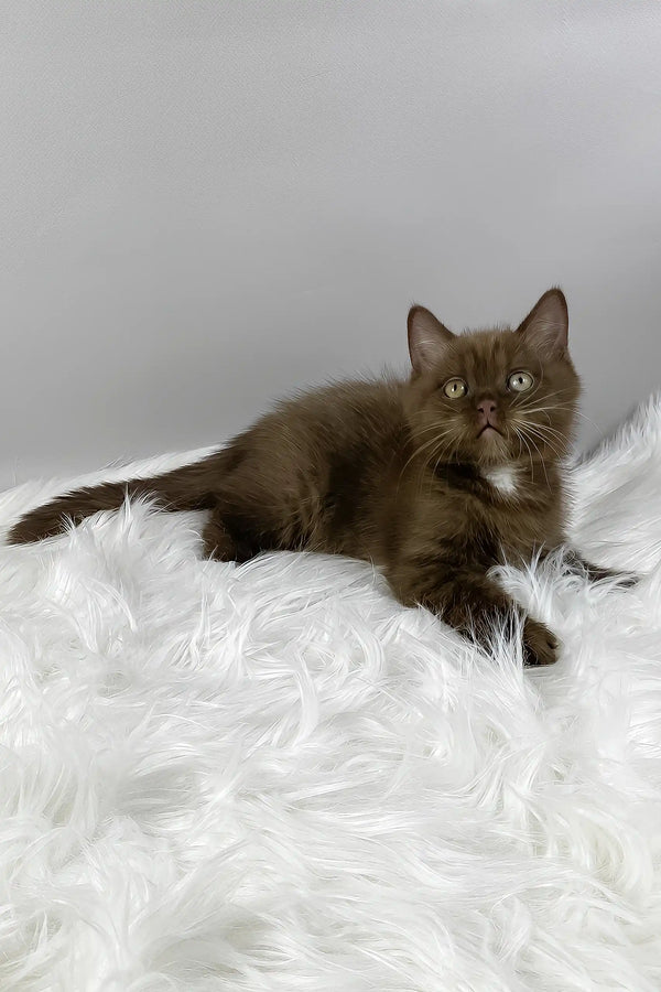 Mishel | british shorthair kitten