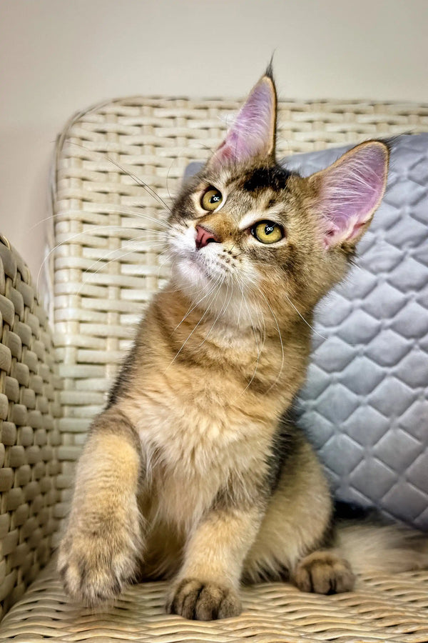 Maine Coon kitten with adorable ear tufts featured in Mishel product collection