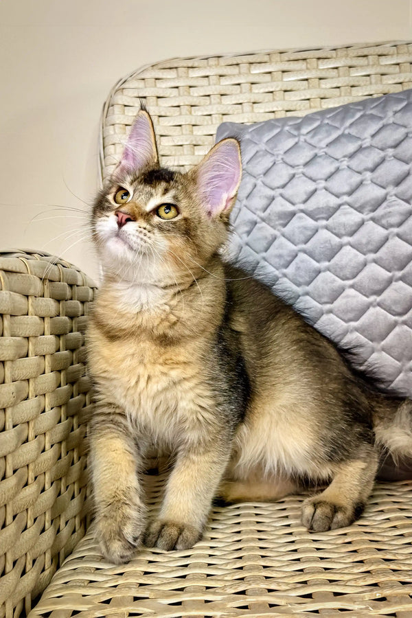 Adorable brown tabby cat Mishel, a playful Maine Coon kitten, looking attentively