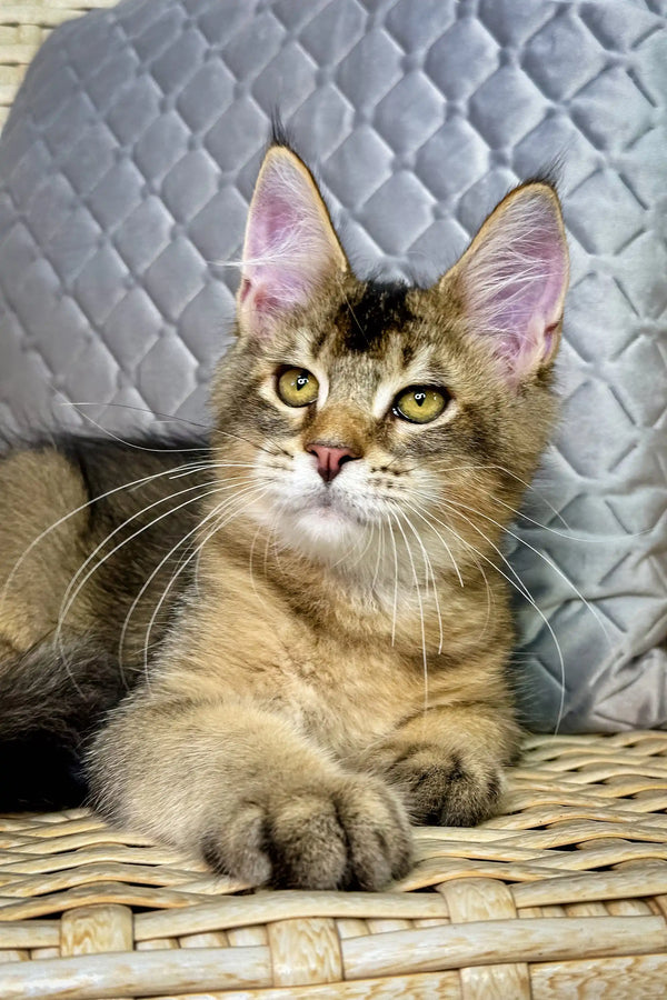 Brown tabby kitten with curled ears in Mishel Maine Coon Kitten product