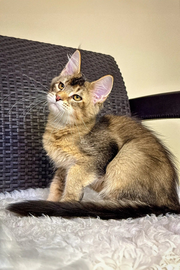 Cute brown tabby kitten with long whiskers in Mishel Maine Coon Kitten product