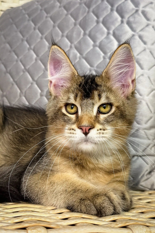 Brown tabby kitten with tufted ears in Mishel Maine Coon Kitten product image