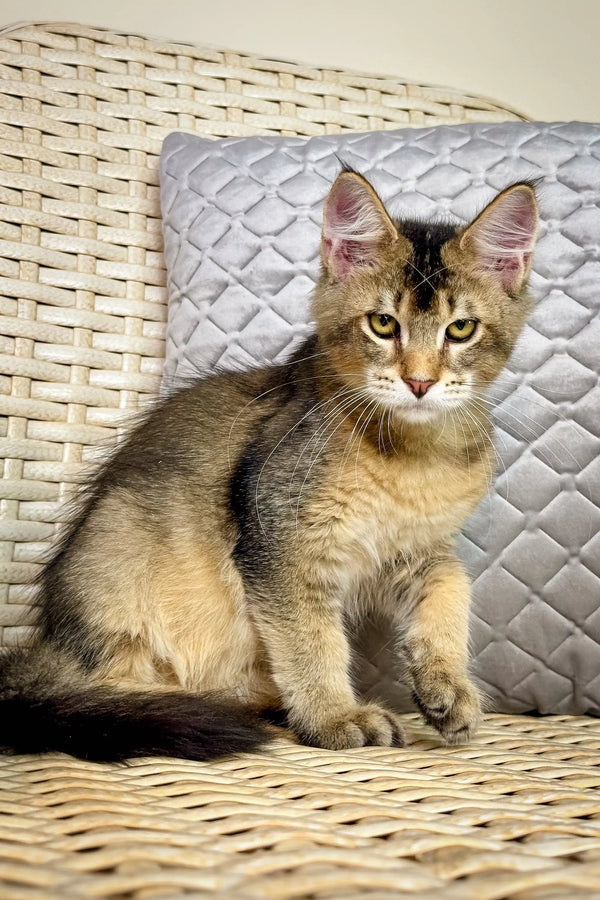 Adorable Brown and Tan Tabby Kitten named Mishel from Maine Coon breed