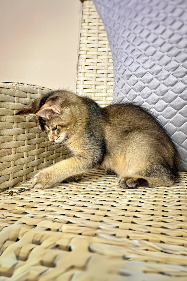 Playful tabby kitten ready to steal hearts in Mishel | Maine Coon Kitten product