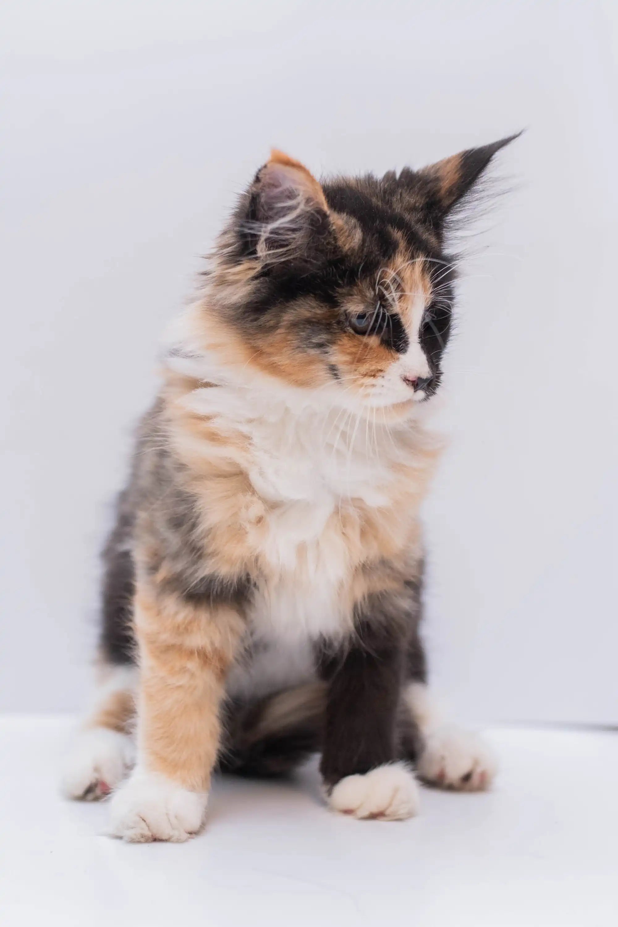 Maine Coon Kittens for Sale | Cats For Missy | Kitten