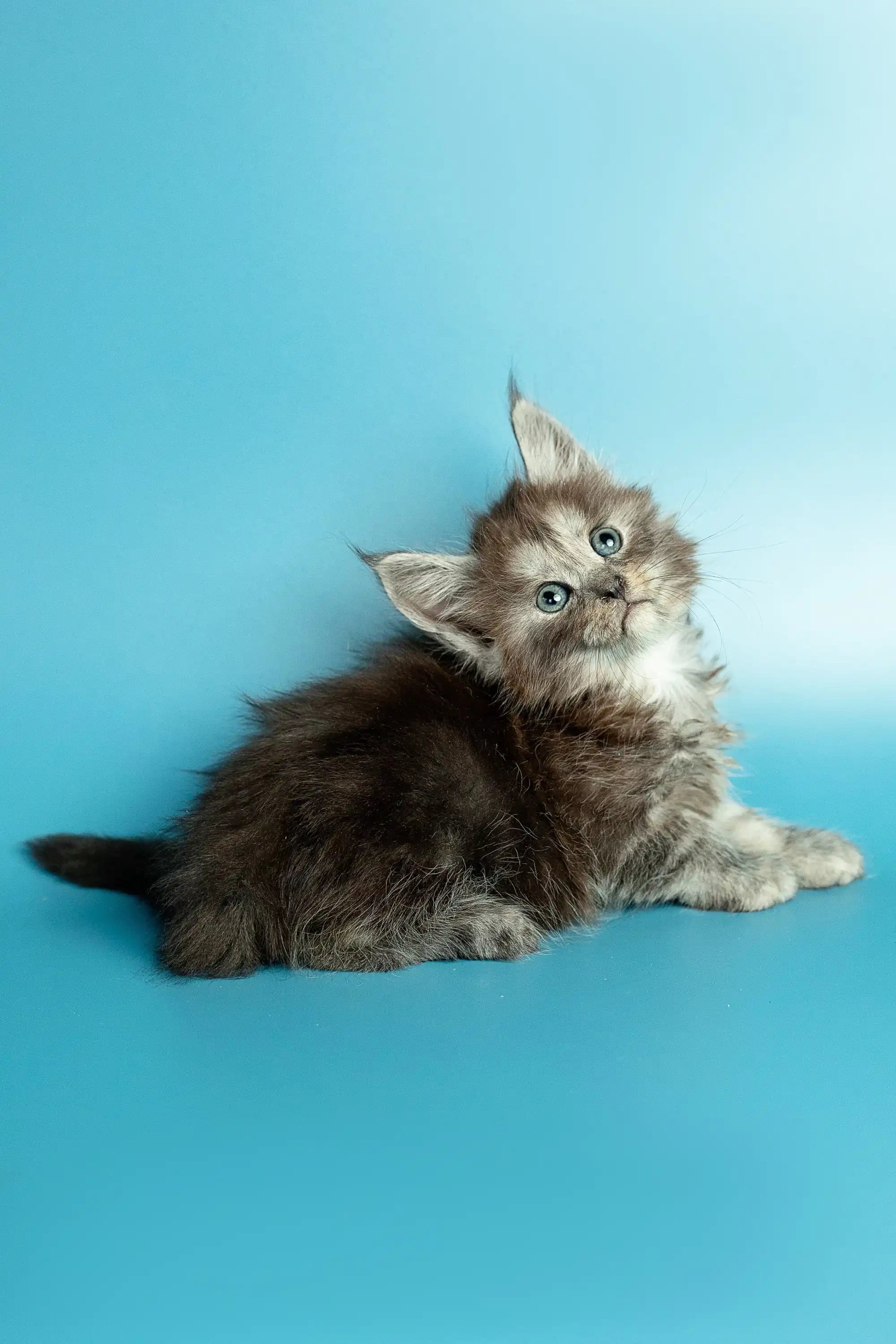Maine Coon Kittens for Sale Missy | Kitten
