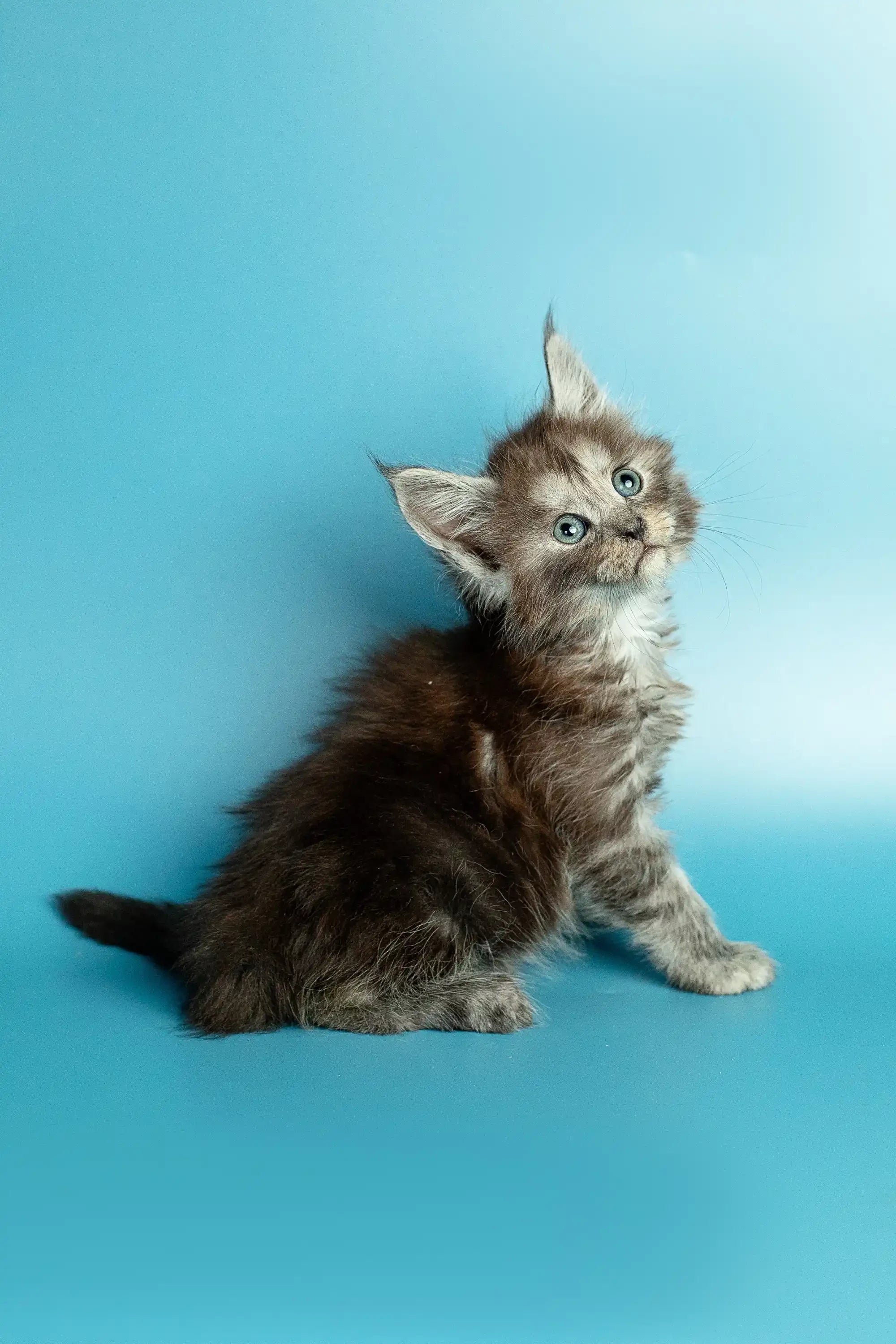 Maine Coon Kittens for Sale Missy | Kitten