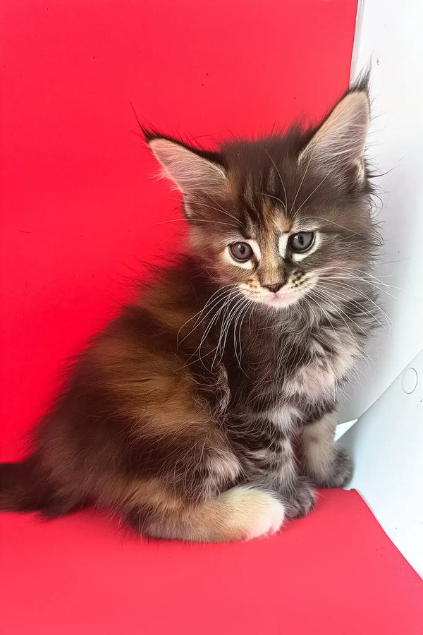 Misti | maine coon kitten