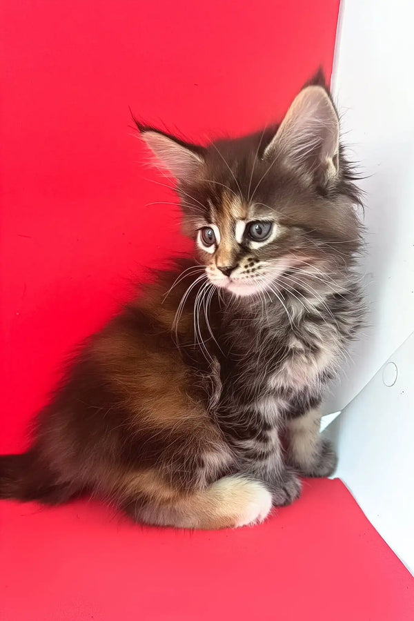 Misti | maine coon kitten