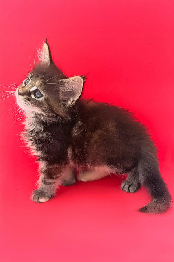 Misti | maine coon kitten