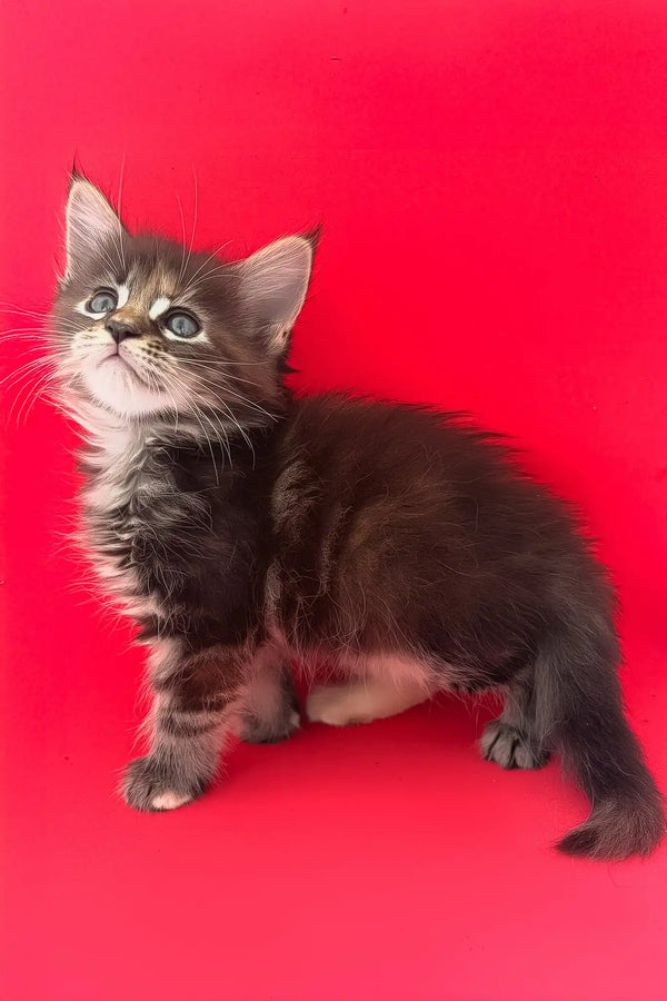 Misti | maine coon kitten