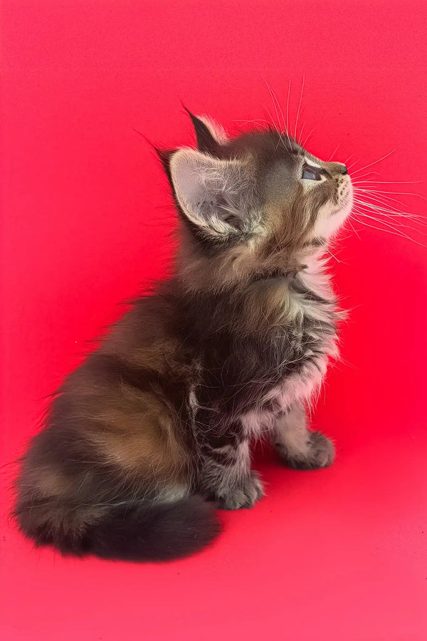 Misti | maine coon kitten