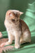 Cream-colored cat with golden highlights in Moana British Shorthair Kitten product