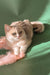 Fluffy tan British Shorthair kitten Moana wearing a cute pink boa