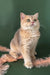 Golden British Shorthair cat named Moana in a cute kitten pose