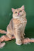 Golden British Shorthair cat named Moana in adorable kitten pose