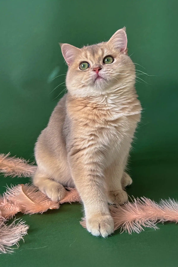 Golden British Shorthair cat named Moana in adorable kitten pose
