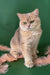 Golden British Shorthair cat named Moana in a cozy and playful setting