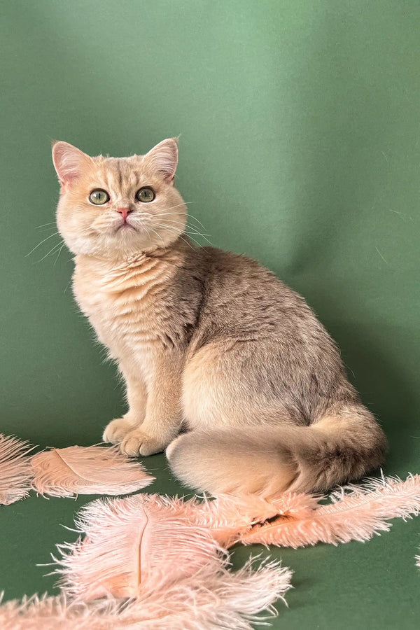 Golden British Shorthair cat named Moana in adorable kitten pose