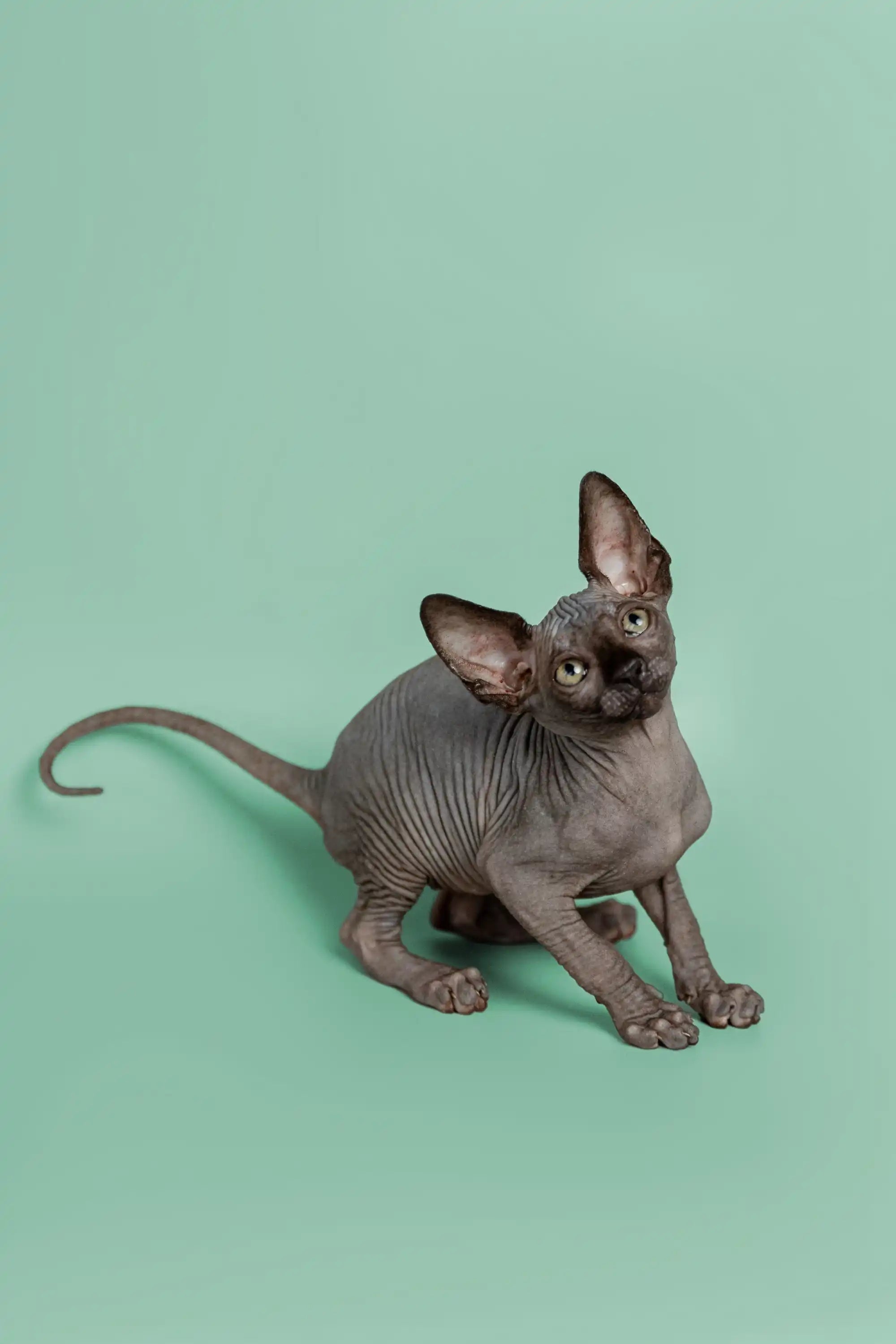 Sphynx Cats and Kittens for Sale Mocha | Kitten