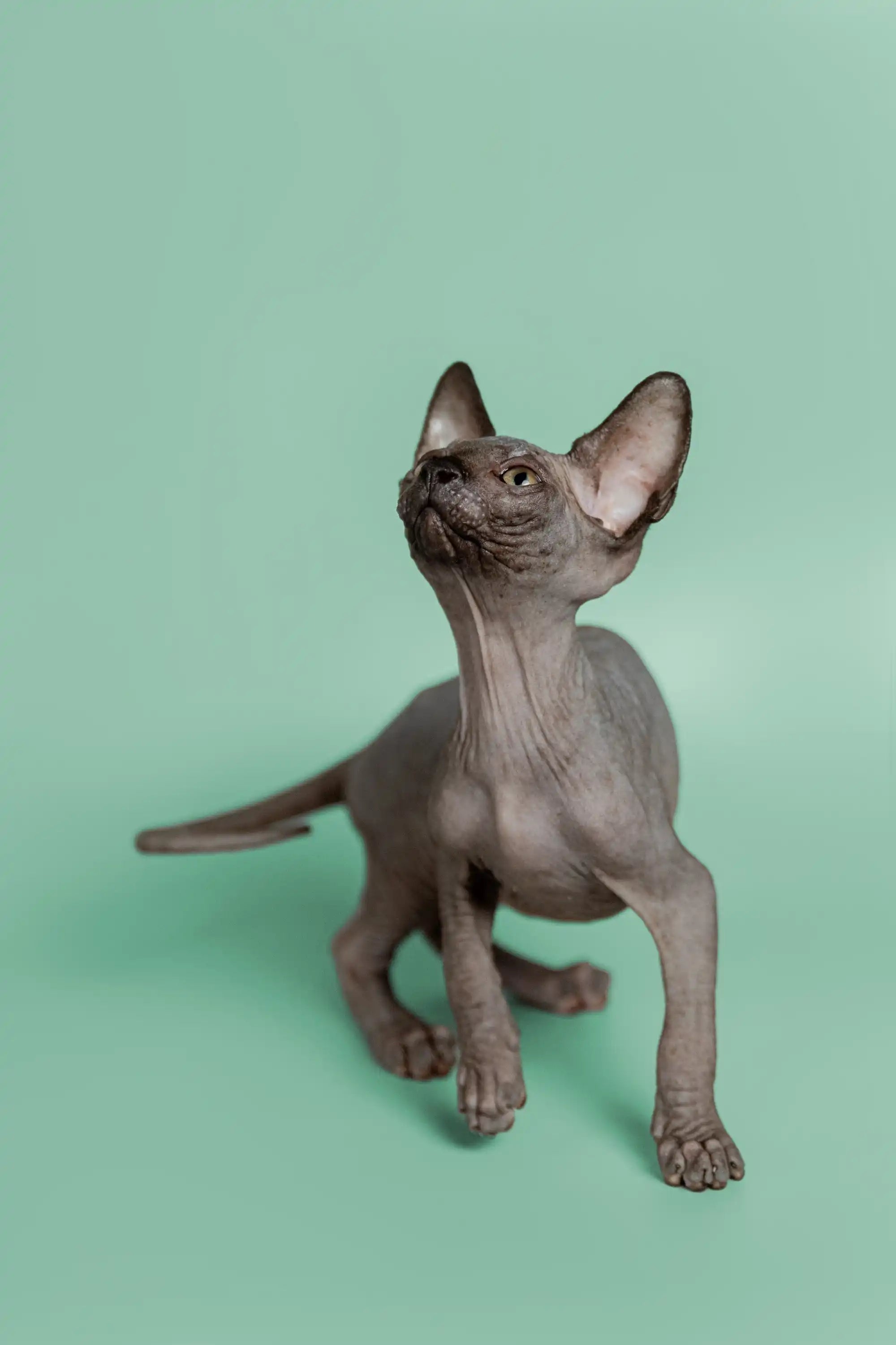 Hairless Sphynx Cats & Kittens for Sale Mocha | Kitten
