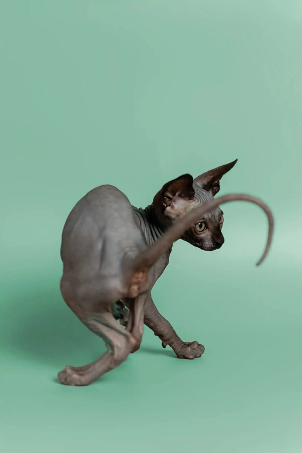 Sphynx kitten Mocha with large ears in a cute crouched pose