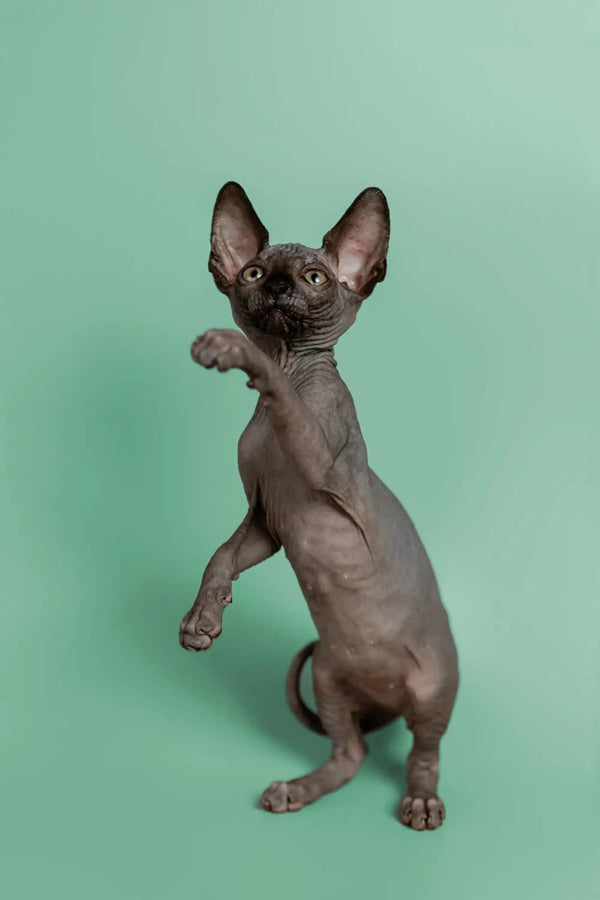 Hairless Sphynx kitten Mocha standing on hind legs, paw raised playfully