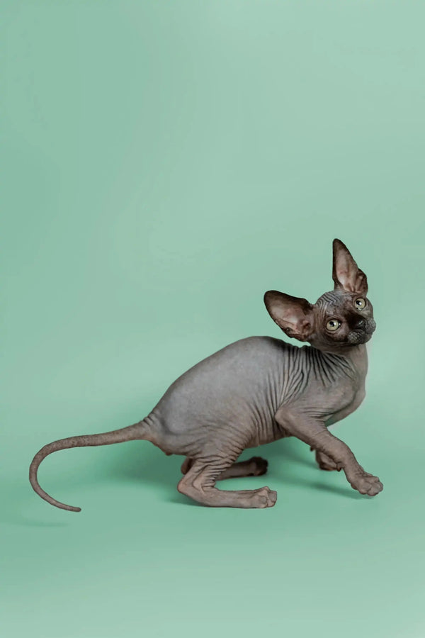 Cute Hairless Sphynx kitten Mocha with wrinkled skin and big ears sitting pretty