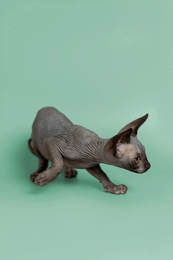 Adorable Hairless Sphynx kitten named Mocha with wrinkled gray skin and big ears