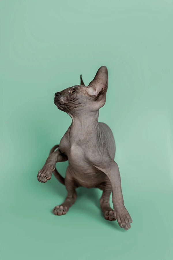 Sphynx kitten Mocha sitting upright with head tilted back, looking adorable
