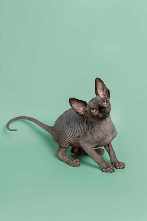 Cute Hairless Sphynx kitten Mocha with big ears and wrinkled skin