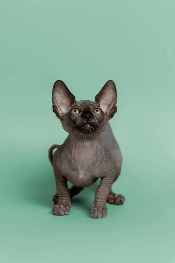 Cute Hairless Sphynx kitten Mocha with big ears and wrinkled skin ready for cuddles