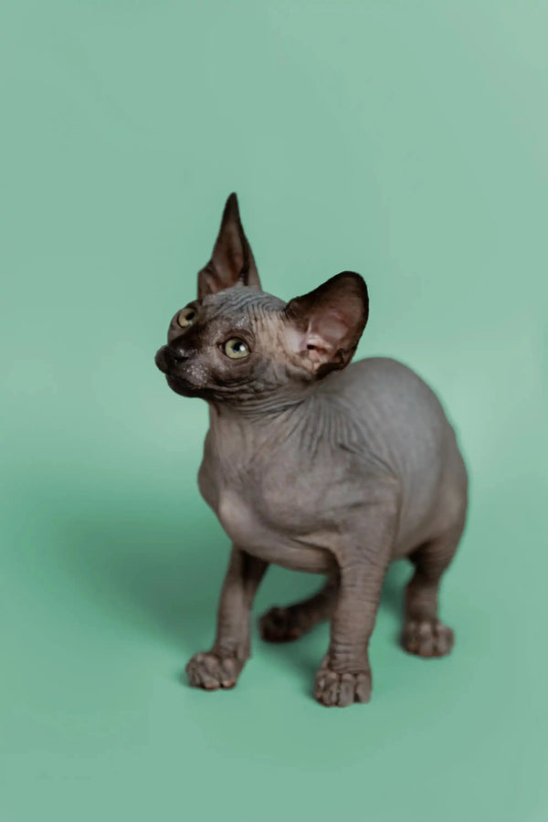 Hairless Sphynx kitten Mocha with wrinkled gray skin and big ears