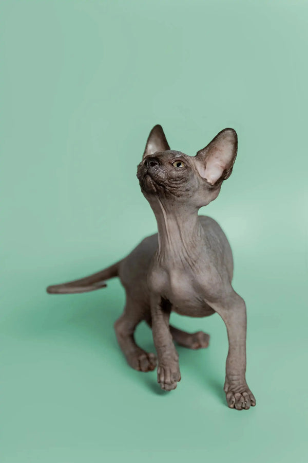 Adorable Hairless Sphynx kitten Mocha with big ears and wrinkled skin