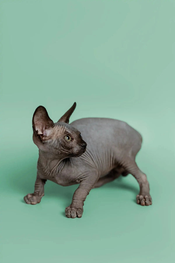 Hairless Sphynx kitten Mocha standing on a smooth surface, ready for playtime